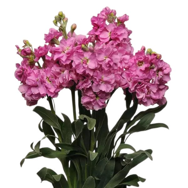 Семена маттиолы Кетс малиновая (pink) /50 семян/ *Pan American*