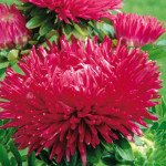 Айстра Гала бургунді (burgundy) /50 насінин/ *Benary*