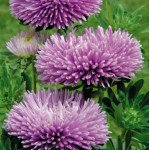 Астра Гала лавандовая (lavender) /50 семян/ *Benary*