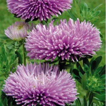 Астра Гала лавандовая (lavender) /50 семян/ *Benary*