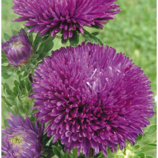 Насіння айстри Гала пурпурова (purple) /50 насінин/ *Benary*