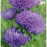 Астра Гала синяя (blue) /50 семян/ *Benary*