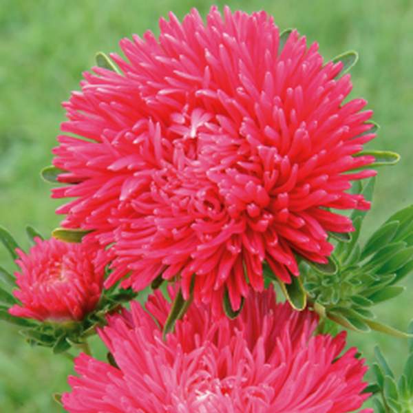 Насіння айстри Гала скарлет (scarlet) /50 насінин/ *Benary*