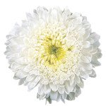 Айстра Матадор біла (white) /50 насінин/ *Benary*