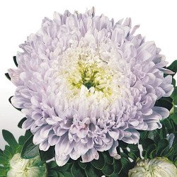 Айстра Матадор блакитна (soft blue) /50 насінин/ *Benary*