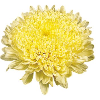 Астра Матадор желтая (yellow) /50 семян/ *Benary*