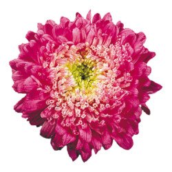 Астра Матадор Кримсон (crimson) /50 семян/ *Benary*