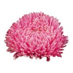 Айстра Матадор лососево-рожева (salmon pink) /50 насінин/ *Benary*