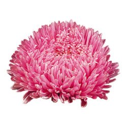 Айстра Матадор лососево-рожева (salmon pink) /50 насінин/ *Benary*