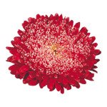 Айстра Матадор червона (fiery red) /50 насінин/ *Benary*