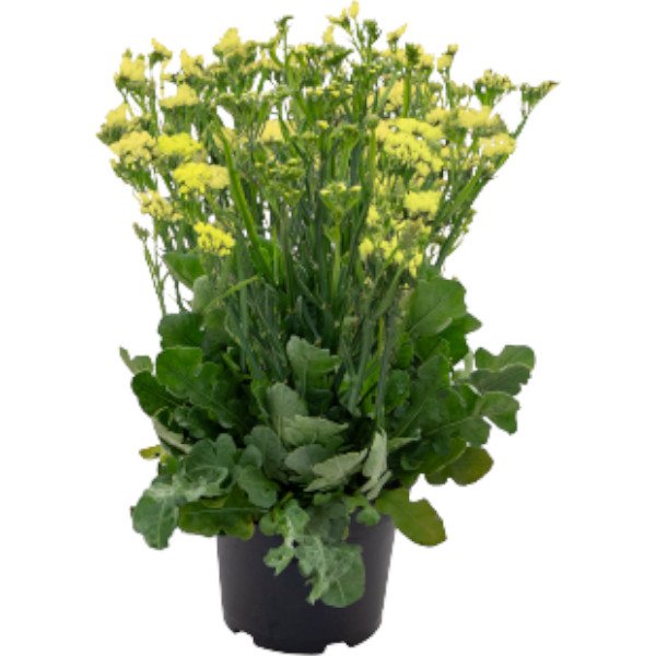 Насіння кермека Хіпстер жовтий (yellow) /50 насінин/ *Benary*