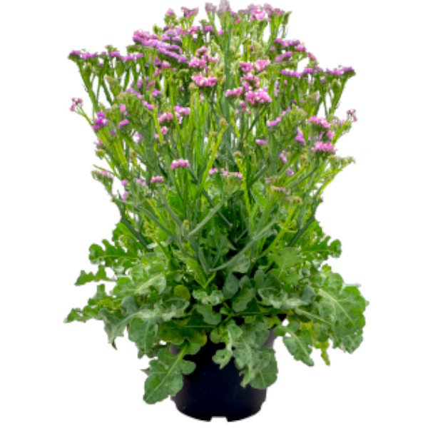 Семена кермека Хипстер розовый (rose) /50 семян/ *Benary*