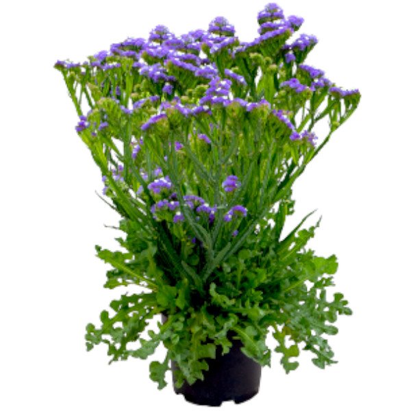 Насіння кермека Хіпстер синій (blue) /50 насінин/ *Benary*