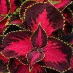 Колеус Преміум Сан чоколет коверед чері (chocolate соvered chery) /5 насінин/ *Pan American*