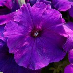 Петуния Мамбо F1 насыщенно-пурпурная (deep purple) /1.000 семян (драже)/ *Hem Genetics*