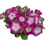 Петуния Мамбо F1 розовое утро (rose morn) /50 семян (драже)/ *Hem Genetics*