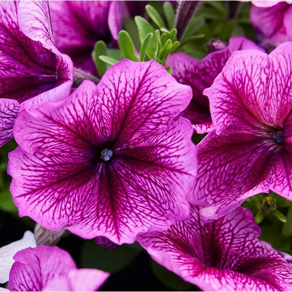 Семена петунии Мамбо F1 сливовая (plum) /50 семян/ *Hem Genetics*