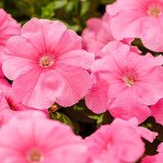 Петуния Мамбо F1 свит пинк (sweet pink) /50 семян/ *Hem Genetics*