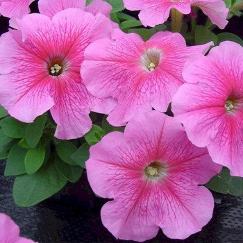 Петуния Ламбада F1 розовая с прожилками (rose veined) /50 семян (драже)/ *Hem Genetics*