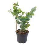 Эвкалипт Сильвер Доллар /5 семян/ *Benary*