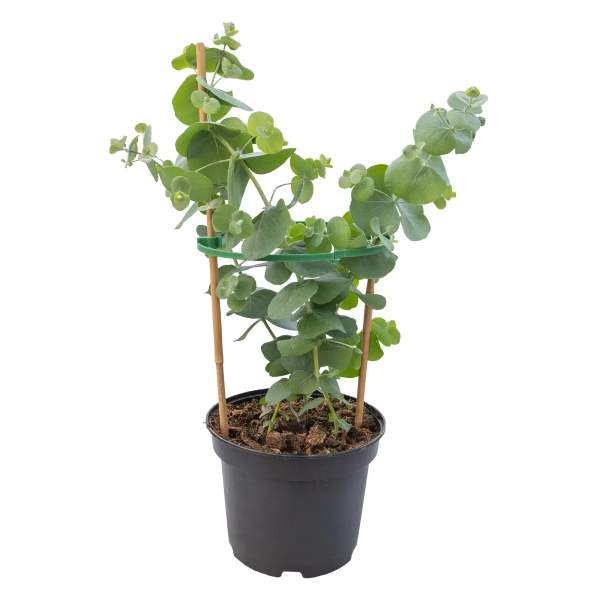 Семена эвкалипта Сильвер Доллар /5 семян/ *Benary*