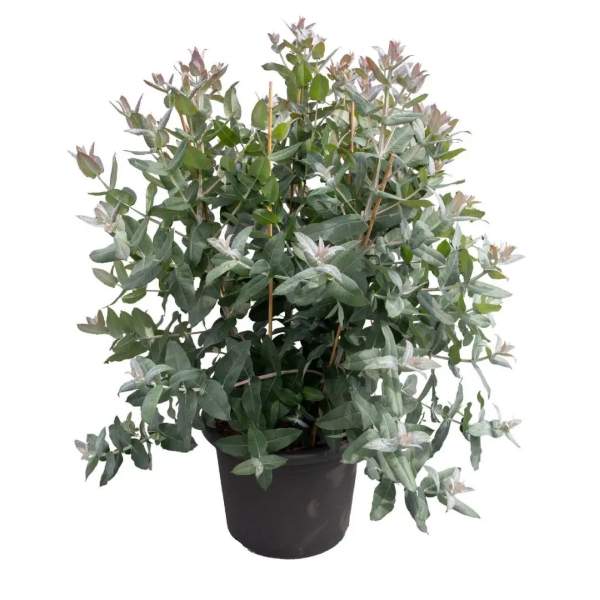 Насіння евкаліпта Стайікс /5 насінин/ *Benary*