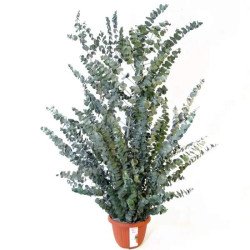 Евкаліпт Бебі Блу /5 насінин/ *Benary*