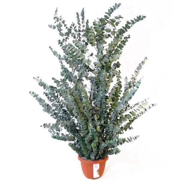 Насіння евкаліпта гунні Бебі Блу /5 насінин/ *Benary*