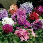 Примула Лібре F1 суміш /10 насінин/ *Syngenta*