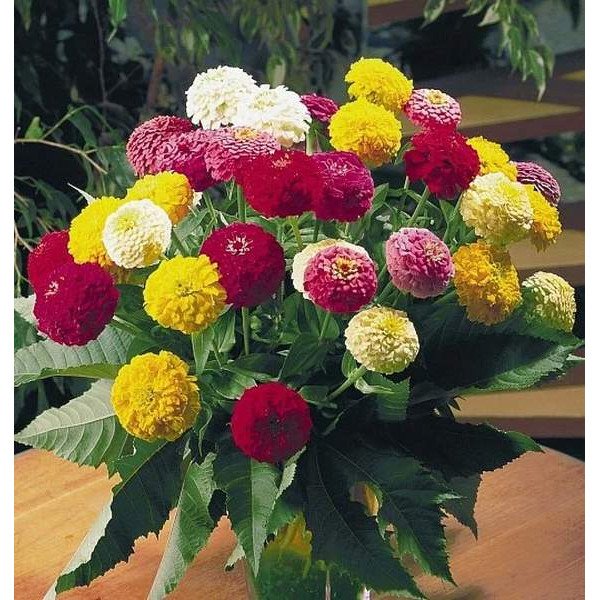 Насіння цинії Оклахома суміш /50 насінин/ *Benary*