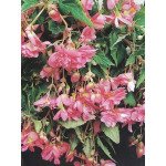 Бегонія Шансон F1 рожева /50 гранул/ *Cerny*