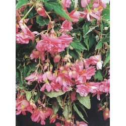 Бегонія Шансон F1 рожева /50 гранул/ *Cerny*