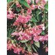 Бегонія Шансон F1 рожева /50 гранул/ *Cerny*