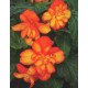 Бегонія Шансон F1 помаранчево-жовта /50 гранул/ *Cerny*