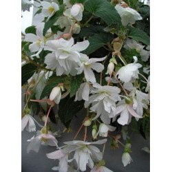 Бегонія Шансон F1 біла /50 гранул/ *Cerny*