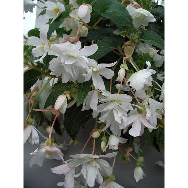 Насіння Шансон F1 біла /50 гранул/ *Cerny*