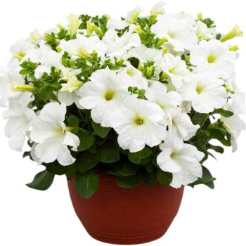 Петунія Призма F1 біла (white) /50 насінин/ *Floranova*