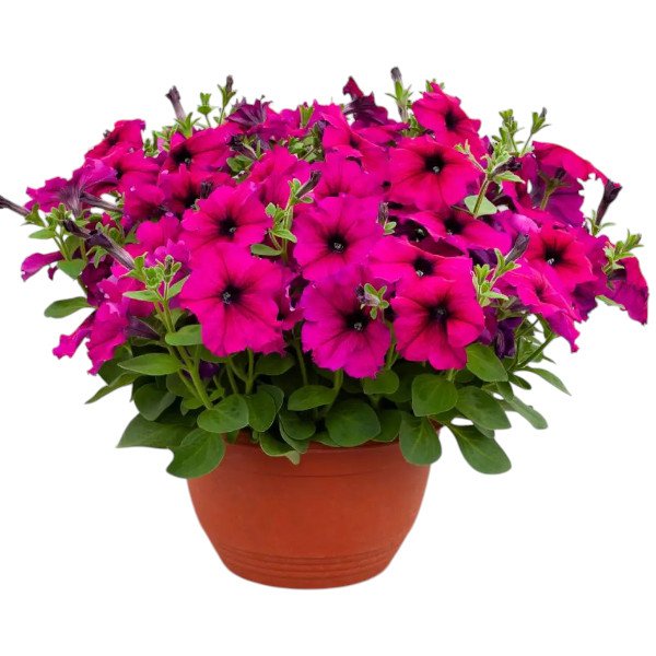 Насіння петунії Призма F1 рубі (ruby) /50 насінин/ *Floranova*