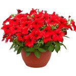 Петуния Призма F1 красная (red) /50 семян/ *Floranova*