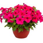 Петуния Призма F1 темно-розовая (deep rose) /50 семян/ *Floranova*