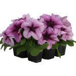 Петуния Призма F1 черничное мороженое (blueberry sundae) /50 семян/ *Floranova*