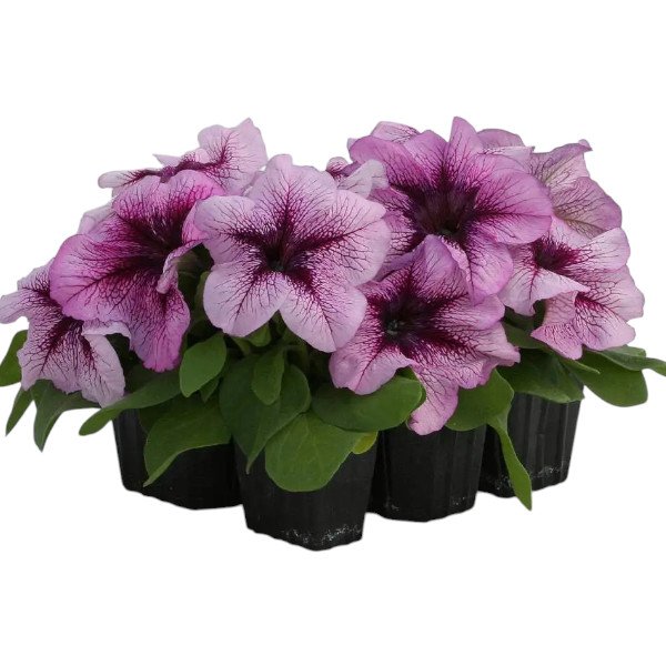 Семена петунии Призма F1 черничное мороженое (blueberry sundae) /50 семян/ *Floranova*