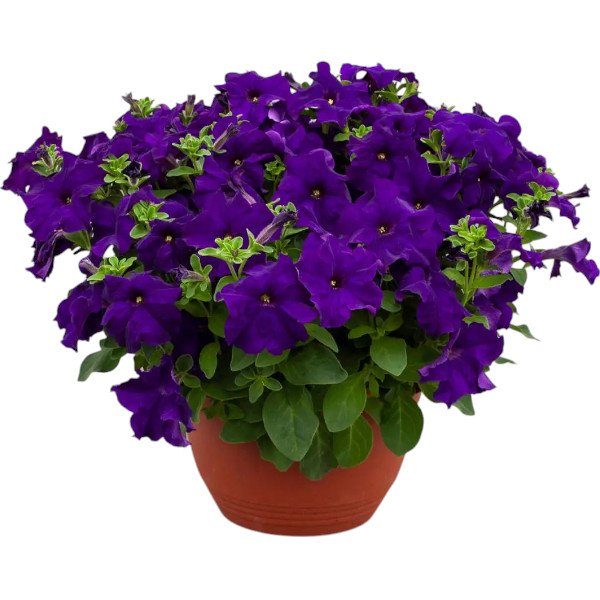 Насіння петунії Призма F1 синя (blue) /50 насінин/ *Floranova*