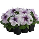 Петуния Призма F1 ежевичное мороженое (blackberry sundae) /50 семян/ *Floranova*