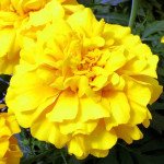 Чорнобривці Зеніт F1 жовті /10 насінин/ *Floranova*