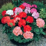 Пеларгония Дансер F2 смесь (mix) /10 семян/ *Floranova*