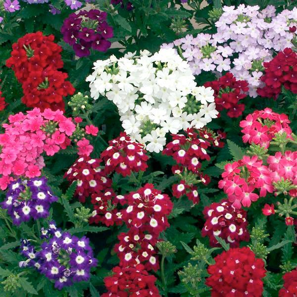 Насіння вербени Обсешн F1 суміш (mix) /20 насінин/ *Syngenta*