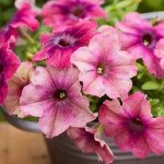 Петуния Шейк F1 черриберри (cherryberry) /20 семян/ *Hem Genetics*