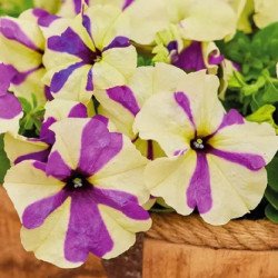 Петуния Шейк F1 грейпберри (grapeberry) /20 семян/ *Hem Genetics*