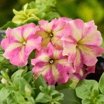Петунія Шейк F1 стровберрі (strawberry) /20 насінин/ *Hem Genetics*